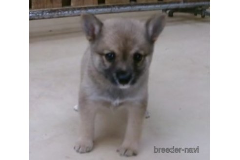 成約済の佐賀県のミックス犬-247733の2枚目